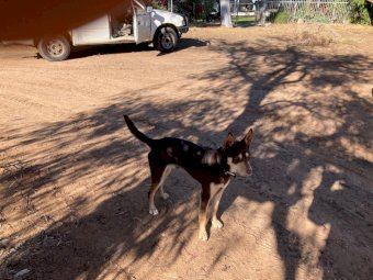 17 month old Kelpie Working Dog