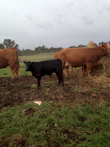 16x16 Gelbvieh cows with Angus Calves at Foot