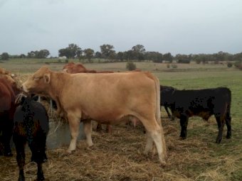 16x16 Gelbvieh cows with Angus Calves at Foot