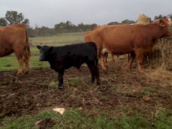 16x16 Gelbvieh cows with Angus Calves at Foot