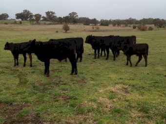 16x16 Gelbvieh cows with Angus Calves at Foot