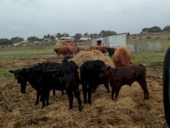 16x16 Gelbvieh cows with Angus Calves at Foot