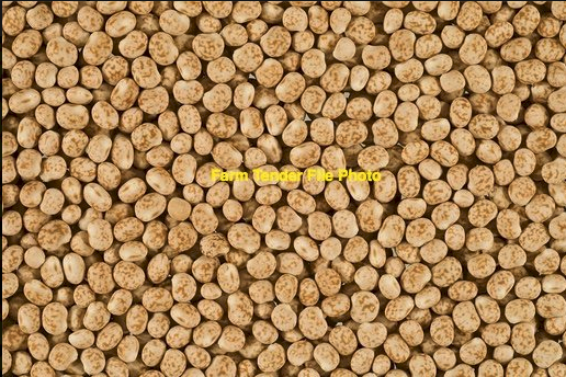 25mt Narrowleaf Lupins