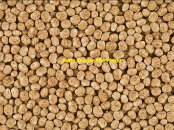 25mt Narrowleaf Lupins