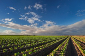 UAN (Urea Ammonium NItrate) - 1000L Shuttles