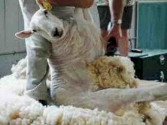 Havelock Fine Cuts Shearing