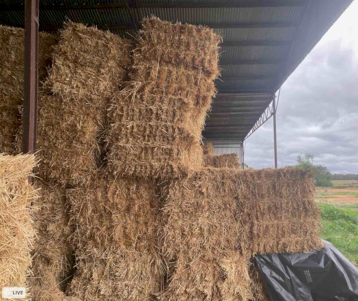 Horse Quality Small Square Oaten Hay "Neg on larger lots"