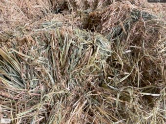 Horse Quality Small Square Oaten Hay "Neg on larger lots"