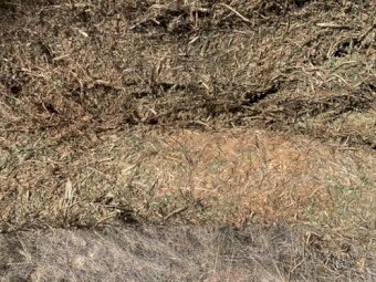 Vetch Hay 5x4 Rolls
