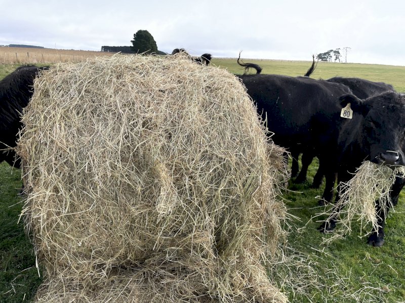 Rye/Clover Hay (Horse Hay)