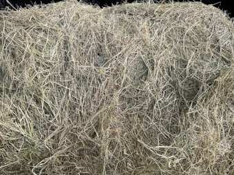 Rye/Clover Hay (Horse Hay)