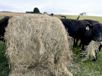 Rye/Clover Hay (Horse Hay)