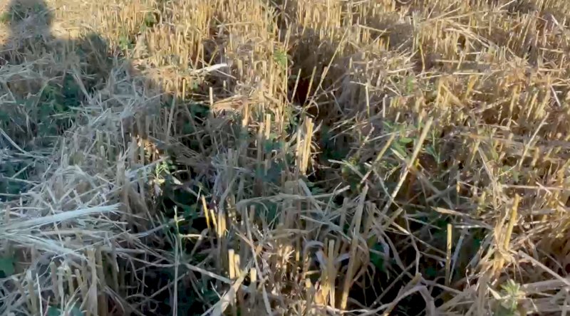 Straw wheaten / lucerne hay mix