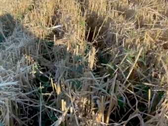 Straw wheaten / lucerne hay mix