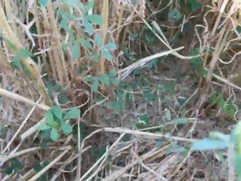 Straw wheaten / lucerne hay mix