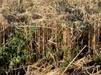 Straw wheaten / lucerne hay mix