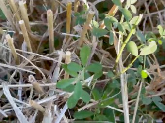 Straw wheaten / lucerne hay mix