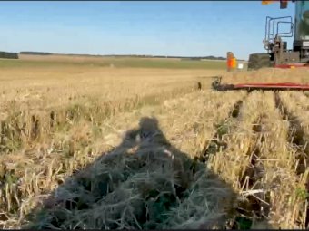 Straw wheaten / lucerne hay mix