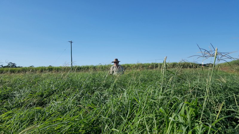 High Quality Rhodes Grass Hay Small Squares