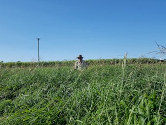 High Quality Rhodes Grass Hay Small Squares