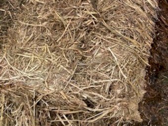 20mt Oaten Silage With A Trace Of Vetch