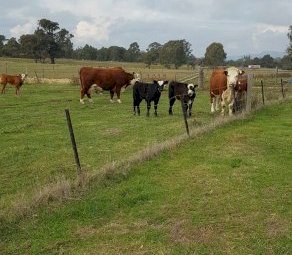 7X8 Hereford Cows & Calves With Angus Calves at Foot