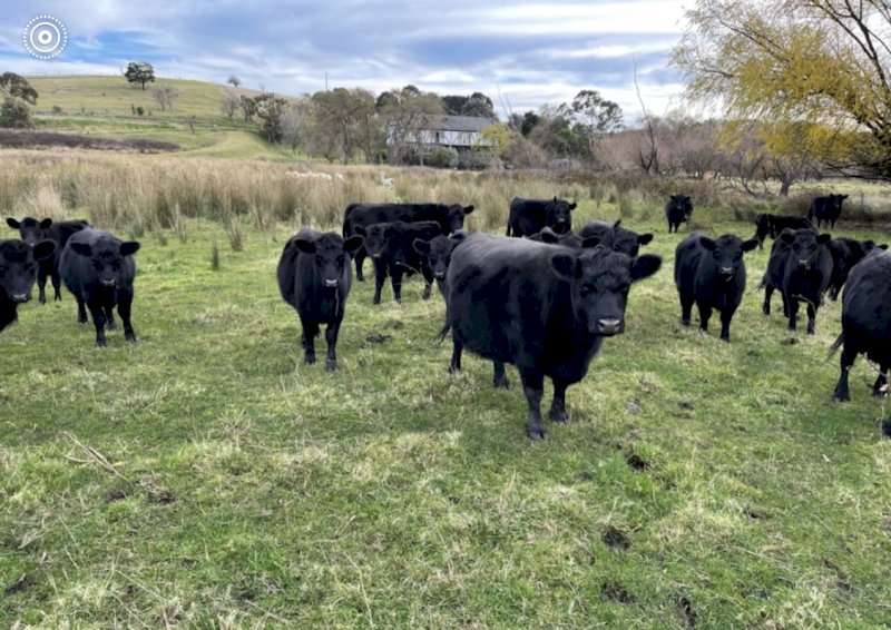 25 Very Good Quality Lowlines For Sale