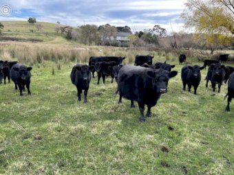 25 Very Good Quality Lowlines For Sale