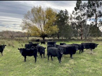 25 Very Good Quality Lowlines For Sale