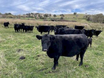 25 Very Good Quality Lowlines For Sale