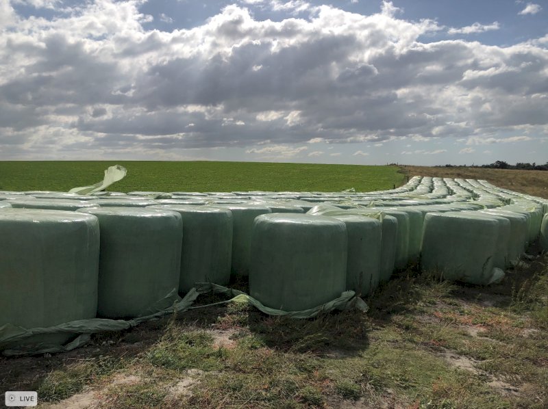 80 Bales of Lucerne Silage