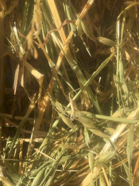 Oaten Hay 500kg+ 8x4x3 Bales