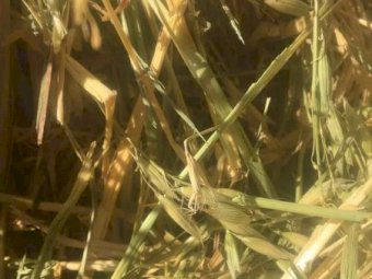 Oaten Hay 500kg+ 8x4x3 Bales