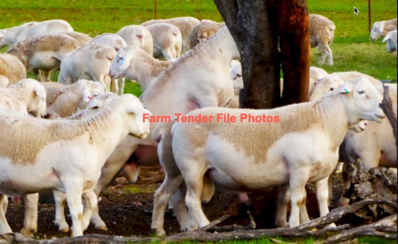 WANTED 40 Dorper Rams