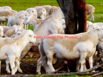 WANTED 40 Dorper Rams