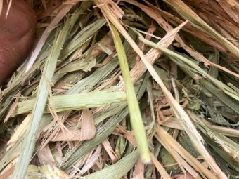 200mt Barley Hay 620kg 8x4x3 Bales (2019)