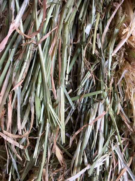 100mt Oaten Hay 620kg 8x4x3 Bales (2019)