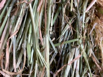 100mt Oaten Hay 620kg 8x4x3 Bales (2019)