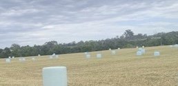 70 x  Lucerne & Ryegrass Silage Bales