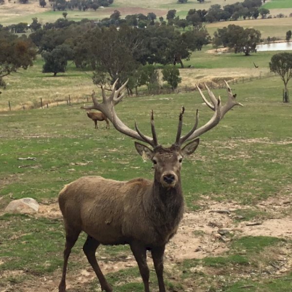 European Red Deer Stags