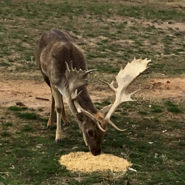 Pure Hungarian Fellow Deer