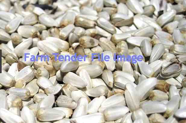 Safflower Seed