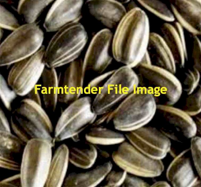 Grey Stripe Sunflower Seed