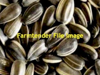 Grey Stripe Sunflower Seed