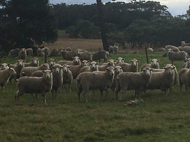 530 Highlander Maternal Ewe Lambs