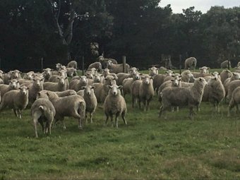 530 Highlander Maternal Ewe Lambs