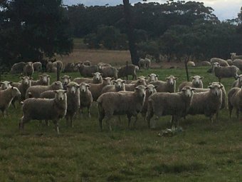 530 Highlander Maternal Ewe Lambs