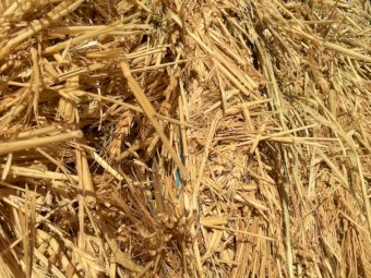 2019 Season Wheaten Hay