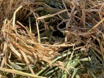 Oaten Hay Shedded