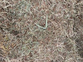 Sub Clover and Rye Hay